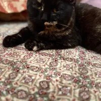 گربه برتیش کاملا اهلی