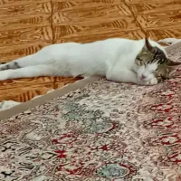 گمشده در محدوده صدرآباد|گربه|قوچان, |دیوار
