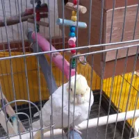 عروس هلندی|پرنده|رباط‌کریم, رباط‌کریم|دیوار