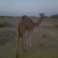 یک شتر نر سالم