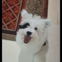 توله اشپیتز تریر