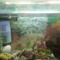 آکواریم|ماهی|ری, شهادت|دیوار