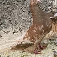 پرنده قدیمی نر