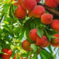 کشاورز نصف کار