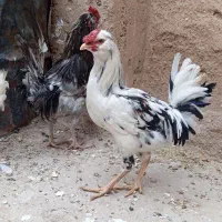 مرغ خروس گلین اصل|حیوانات مزرعه|شیراز, داریون|دیوار