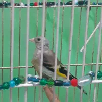 پرنده|پرنده|لاهیجان, خالو باغ|دیوار