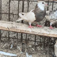 طوقی.شیخ.سیاه بوشهری