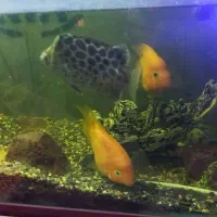 آکواریوم با ماهی و وسایل|ماهی|زنجان, |دیوار