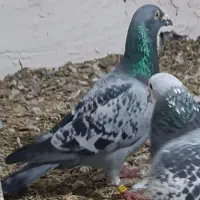 سبز پلاکی نر