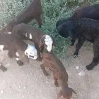 گوسفند افشاری شیرخور بره افشار
