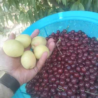 باغ ۲هزار متری با ۳ساعت چاه مجوز دار شاهنامه ۶۹|فروش خانه و ویلا|مشهد, توس (بلوار توس)|دیوار