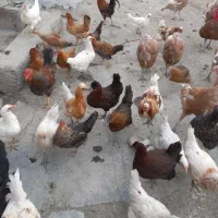 تخم مرغ و تخم بوقلمون