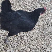 مرغ خروس|حیوانات مزرعه|خورموج, |دیوار