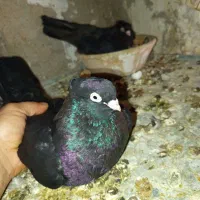 فروش کبوتر زاغ|پرنده|مسجد سلیمان, |دیوار