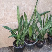 گلسرای پارین|گل و گیاه طبیعی|آستارا, |دیوار