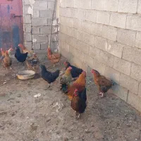 مرغ تخم گذار