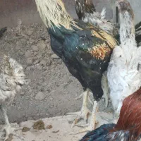 خروس لاری اصل قلم سبز فروشی جوون|حیوانات مزرعه|تربت‌حیدریه, رباط سفلی|دیوار