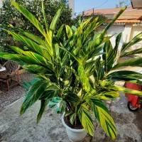 مارانتا ابلق|گل و گیاه طبیعی|شلمان, |دیوار