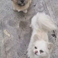 سگ نر و ماده