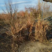 نهال انگور تضمینی|خدمات باغبانی و درختکاری|ارومیه, |دیوار