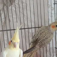 دو عدد عروس هلندی بسیار زیبا و سالم