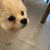 سگ پامر سفید شیری