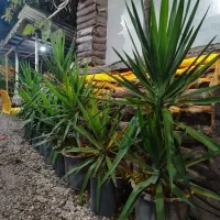 یوکا|گل و گیاه طبیعی|رودسر, |دیوار