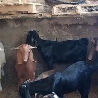 بز نجدی|حیوانات مزرعه|مسجد سلیمان, |دیوار