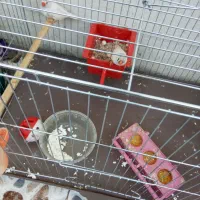 فنج نر و ماده  تخم هم دارن|پرنده|کرمان, |دیوار