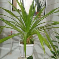 فروش گل