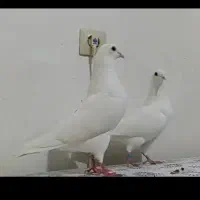 کبوترپتی والا پاکستانی وزاغ سیاه آبادانی