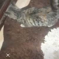 هرجا گربه رو دیدین این گربه تو شهرک آزادی|گربه|اردبیل, |دیوار