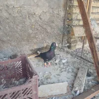 کبوتر مسافتی نر دراندیمشک