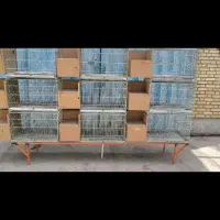 فروش قفس 9خان پژاوند گرینچیک برزیلی خورشیدی هلندی