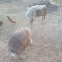 گوسفند‌تخمی‌جوان‌بابره350000