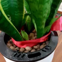 سانسوریا ابلق و سبز هیدروپونیک|گل و گیاه طبیعی|زابل, |دیوار