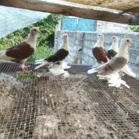 کبوتر زینتی  دوکت پاپر سلطنتی