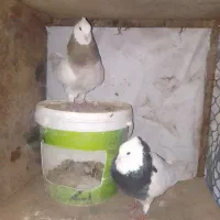 جفتگاه درجه یک