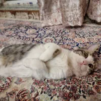 واگذاری رایگان بچه گربه تقریبا ۴ ماهه