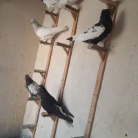 کبوتر|پرنده|مشهد, کارگران|دیوار