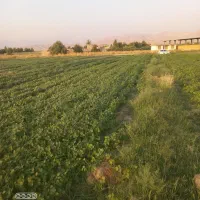 کارگرماش چین ..کاه ماش