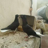 پرنده