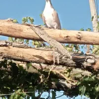 کبوتر|پرنده|بانه, |دیوار