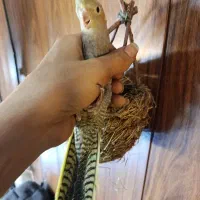 جوجه عروس ۳ماهه دون خور|پرنده|تهران, پرستار|دیوار