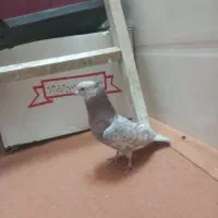 کبوتر|پرنده|قم, سراجه (۱۵ خرداد)|دیوار