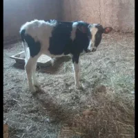 گوساله نر جنس دورگه و خارجی