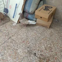 رنگی پلاکی