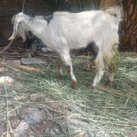 کهره نر