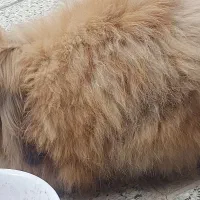 خرگوش لوپ اوکراینی|موش و خرگوش|گلبهار, شهر جدید گلبهار|دیوار