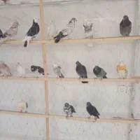 کبوتر خوش خال
